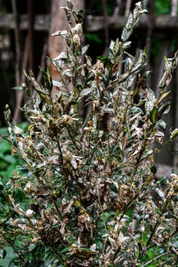 Boxwood 'un dal ve yaprakları emme hasarı yüzünden sararır. Tırtıl böcek yiyen buxus yaprakları gibi, Cydalima perspektifi buxus için en büyük baş belasıdır..