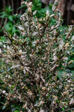 Boxwood 'un dal ve yaprakları emme hasarı yüzünden sararır. Tırtıl böcek yiyen buxus yaprakları gibi, Cydalima perspektifi buxus için en büyük baş belasıdır..