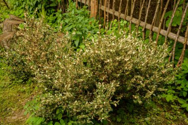 Boxwood 'un dal ve yaprakları emme hasarı yüzünden sararır. Tırtıl böcek yiyen buxus yaprakları gibi, Cydalima perspektifi buxus için en büyük baş belasıdır..