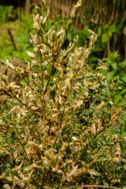 Boxwood 'un dal ve yaprakları emme hasarı yüzünden sararır. Tırtıl böcek yiyen buxus yaprakları gibi, Cydalima perspektifi buxus için en büyük baş belasıdır..