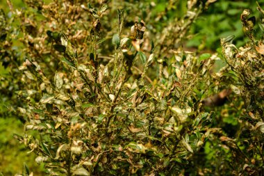 Boxwood 'un dal ve yaprakları emme hasarı yüzünden sararır. Tırtıl böcek yiyen buxus yaprakları gibi, Cydalima perspektifi buxus için en büyük baş belasıdır..