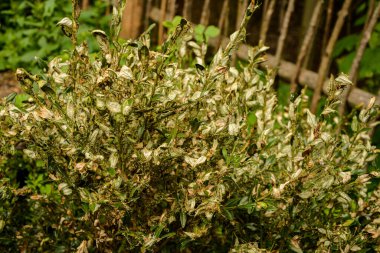 Boxwood 'un dal ve yaprakları emme hasarı yüzünden sararır. Tırtıl böcek yiyen buxus yaprakları gibi, Cydalima perspektifi buxus için en büyük baş belasıdır..