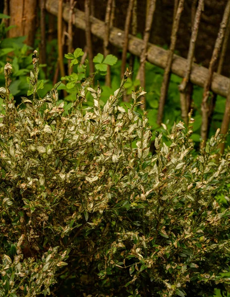 Boxwood Dal Yaprakları Emme Hasarı Yüzünden Sararır Tırtıl Böcek Yiyen — Stok fotoğraf