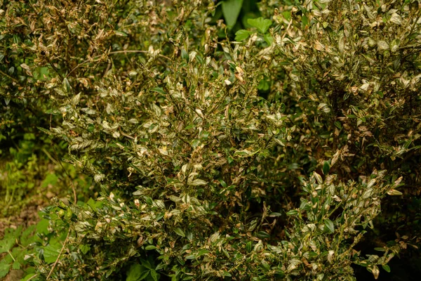 ボックスウッドの小枝や葉は吸い込みの損傷のために黄色に変わります キャタピラーはブクサスの葉を食べる害虫として Cydalima観点はブクサスの最大の害虫として — ストック写真