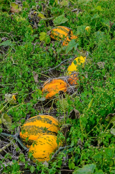 Тыквенный Участок Растет Большие Спелые Оранжевые Тыквы Ярко Зелеными Листьями — стоковое фото