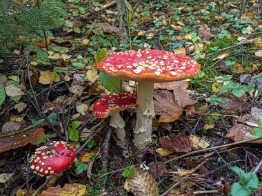 Kırmızı sineklik ormandaki bir ağacın altında yetişir. Kırmızı sineklik bir ağacın altında yetişir. Ukrayna ormanlarından çeşitli yabani mantarlar..