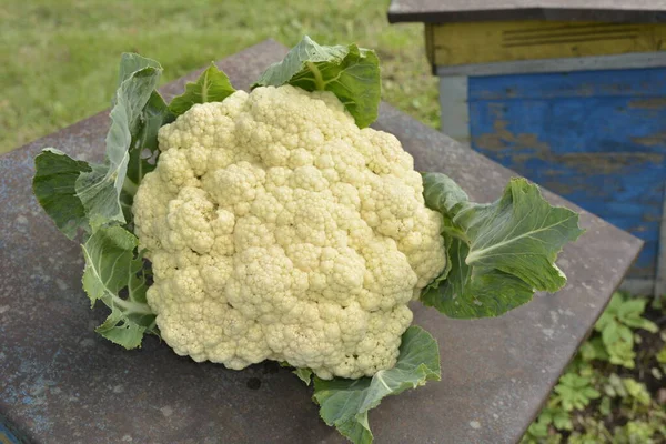 Cauliflower in the vegetable garden .Cauliflower grows in organic soil in the garden on the vegetable area. Cauliflower head in natural conditions, close-up