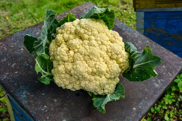 Cauliflower in the vegetable garden .Cauliflower grows in organic soil in the garden on the vegetable area. Cauliflower head in natural conditions, close-up