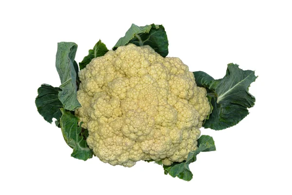 stock image Cauliflower in the vegetable garden .Cauliflower grows in organic soil in the garden on the vegetable area. Cauliflower head in natural conditions, close-up