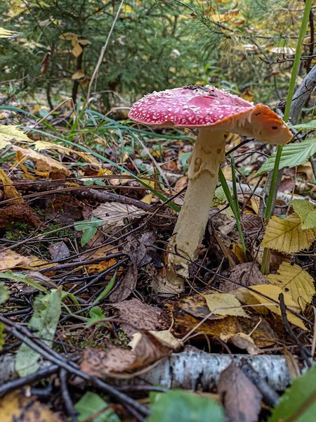 red fly agaric grows under a tree in the forest. red fly agaric grows under a tree .Various wild mushrooms from the forests of Ukraine.