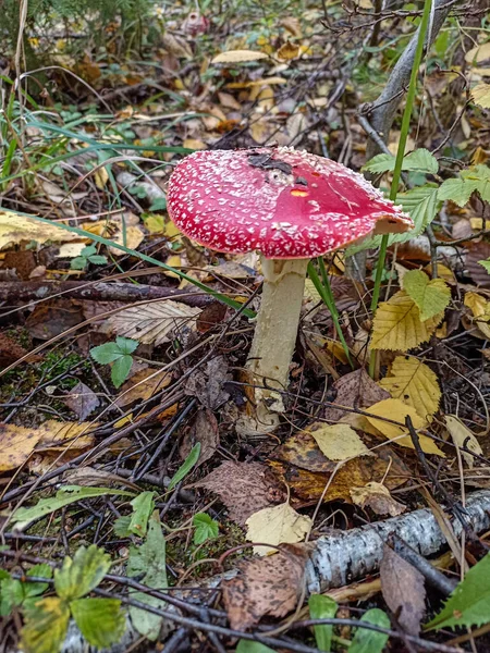 红苍蝇在森林里的一棵树下生长 红苍蝇在一棵树下生长 来自乌克兰森林的各种野生蘑菇 — 图库照片