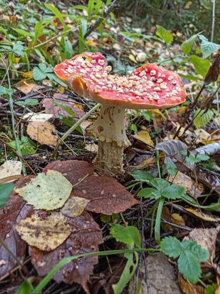 红苍蝇在森林里的一棵树下生长 红苍蝇在一棵树下生长 来自乌克兰森林的各种野生蘑菇 — 图库照片