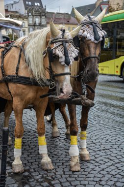 Lviv.Ukrayna. 2021 'de sarışın yeleli kahverengi atlar, Bavyera bira festivalinin açılış töreninin bir at arabasını taşıyorlar.