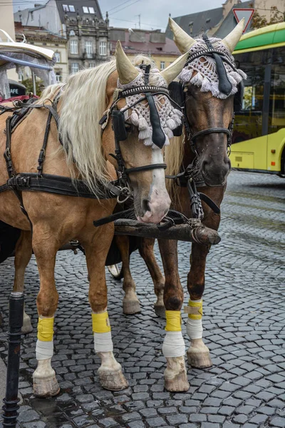 Lviv Ukraine September 2021 Cavalos Castanhos Com Crinas Loiras Carregando — Fotografia de Stock