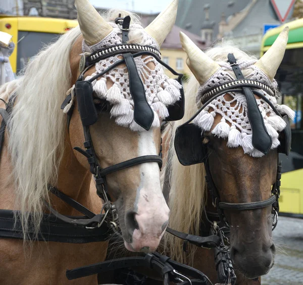 stock image Lviv.Ukraine.September 2021.brown horses with blond manes carrying a horse carriage of the opening procession of a bavarian beerfest, a festival fair through the streets