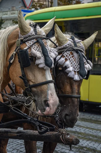 乌克兰 20世纪20年代9月21日 一匹棕色的马 头戴金黄色的鬃毛 骑着一辆马车 参加了在街上举行的狂欢节的开幕式 — 图库照片
