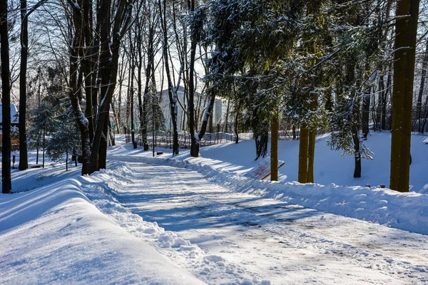 stock image Early winter park forest with snow .Winter Landscape .