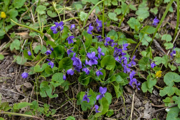 Stock image Blooming forest violet bush in a spring day. Close-up. Lilac delicate flowers of wild violets. Young light green foliage and bright spring colors of the forest. Spring transformation of nature