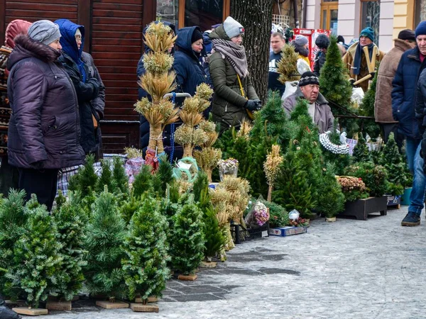 Lviv Ukraine December 2022 Small Green Decorative Christmas Trees Standing — Stock Photo, Image