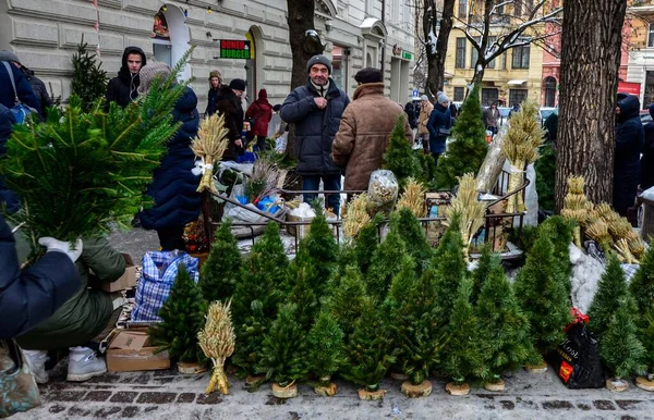 Lviv Ucrania Diciembre 2022 Pequeños Árboles Navidad Decorativos Verdes Están —  Fotos de Stock