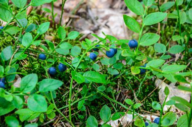 Sağlıklı organik besinler - ormanda yetişen yabanmersinleri (Azalyum Mısırları). Ormandaki çalılıklarda yabanmersinleri..