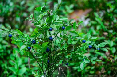 Sağlıklı organik besinler - ormanda yetişen yabanmersinleri (Azalyum Mısırları). Ormandaki çalılıklarda yabanmersinleri..