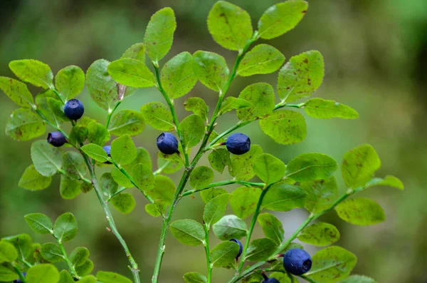 Healthy organic food - wild blueberries (Vaccinium myrtillus) growing in forest .Wild blueberries on the bush in forest.