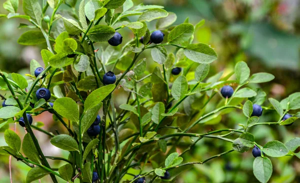 Healthy organic food - wild blueberries (Vaccinium myrtillus) growing in forest .Wild blueberries on the bush in forest.
