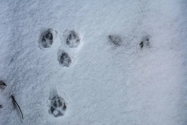 Dog paw in the Snow .animal tracks in fresh snow .Collection of wild boar tracks in snow .