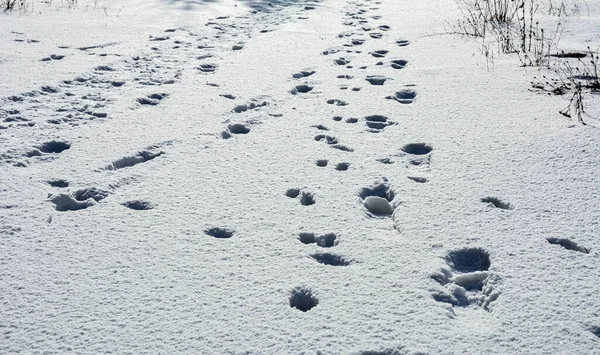 Dog paw in the Snow .animal tracks in fresh snow .Collection of wild boar tracks in snow .