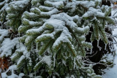 Uzun buz sarkıtları kışın donmuş sedir ağacının dalından sarkan, yakın çekim. .