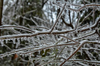 Uzun buz sarkıtları kışın donmuş sedir ağacının dalından sarkan, yakın çekim. .