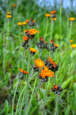 Turuncu Şahin Çiçekleri, Pilosella aurantiaca, Tilki ve Yavruları olarak da bilinir kır çiçeği ya da Şeytan 'ın Boya Çiçekleri, yaz mevsiminde bir çayırda çiçek açarlar..