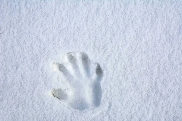 Hand print in the snow .hand impression in fresh snow.