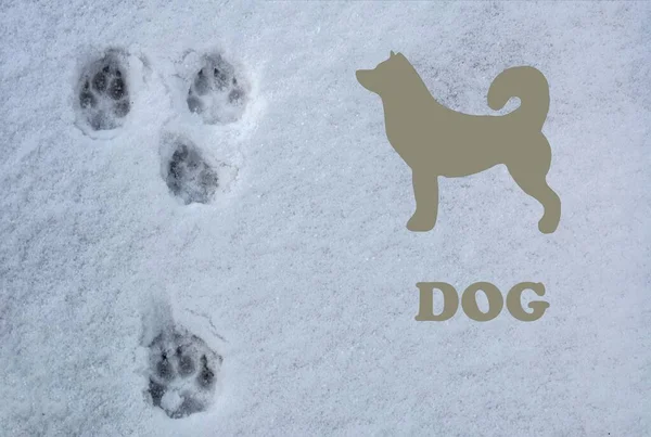 Dog footprints in the snow. Nature in winter .A medium shot of dog footprints on fresh snow on a pathway in winter.