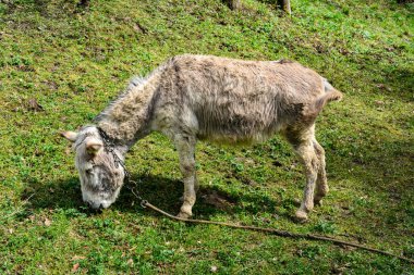 Çayırda duran eşek. Çayırda yalnız bir eşek. Yanan güneşten korunmak için hayvanın kalın renkli bir örtüsü var. .