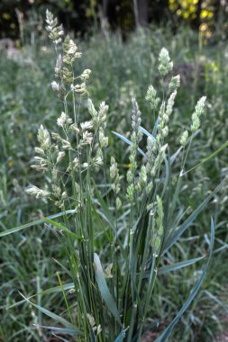 Çiçekli ırk Dactylis glomerata hayvancılık için değerli bir yem mahsulü. Dactylis glomerata, ayrıca horoz ayağı, meyve bahçesi otu ya da kedi otu olarak da bilinir. .