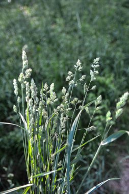 Çiçekli ırk Dactylis glomerata hayvancılık için değerli bir yem mahsulü. Dactylis glomerata, ayrıca horoz ayağı, meyve bahçesi otu ya da kedi otu olarak da bilinir. .