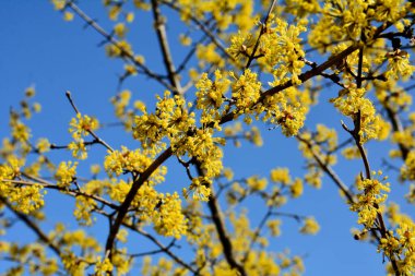 Baharın başlarında çalı çırpı tomurcukları, mavi gökyüzüne karşı sarı kızılcıklar. Çiçek açan köpek ağacı. Güzel sarı kızılötesi ışınlar mavi bahar gökyüzüne karşı