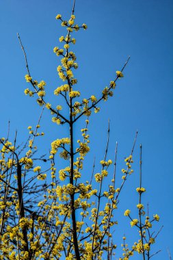 Baharın başlarında çalı çırpı tomurcukları, mavi gökyüzüne karşı sarı kızılcıklar. Çiçek açan köpek ağacı. Güzel sarı kızılötesi ışınlar mavi bahar gökyüzüne karşı