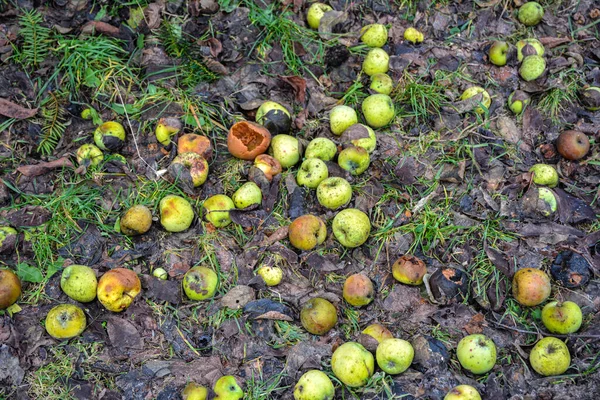 Closeup of rotting apples on the ground in the Ukraine countryside in summer .fallen apples began to rot on the ground. Rotting apples on the ground. Big harvest