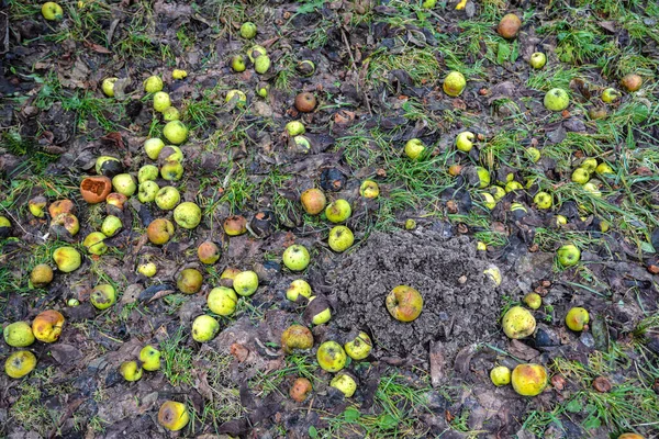 Closeup of rotting apples on the ground in the Ukraine countryside in summer .fallen apples began to rot on the ground. Rotting apples on the ground. Big harvest