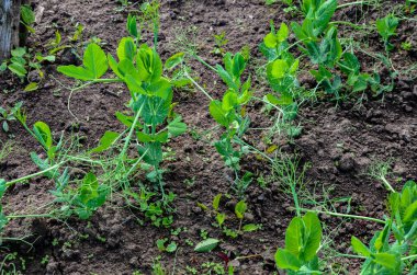 Genç yeşil bezelye bitkileri. Güneşli bir sebze bahçesinde taze bezelye filizleri. Taze bezelye bitkileri yetiştiriyorlar. .
