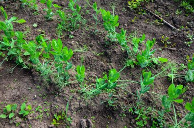 Genç yeşil bezelye bitkileri. Güneşli bir sebze bahçesinde taze bezelye filizleri. Taze bezelye bitkileri yetiştiriyorlar. .