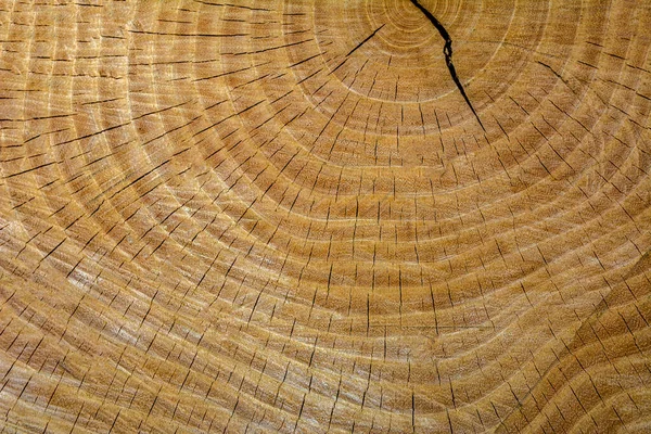 Tree rings texture background .Wooden cut texture .The texture of the end of the tree. Saw cut wood close up. Rough-wood on floors.