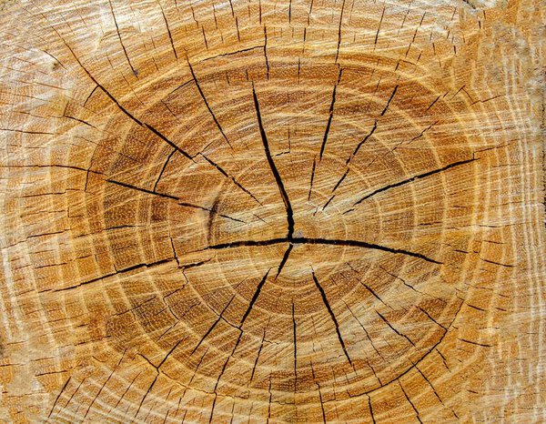 Дерево колец текстуры фона .Wooden вырезать текстуру .The текстуры конца дерева. Видел, как он рубил дрова. Грубая древесина на полу.