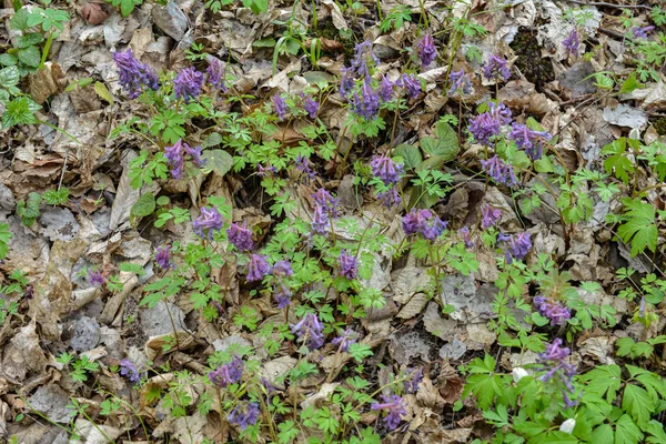 First spring flowers in a forest. Fumewort, corydalis solida blooming in april .Corydalis solida purple flower of hollowroot at wild usually blooms spring in parks and forests .