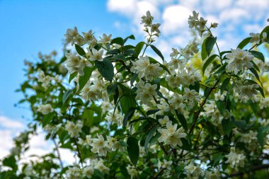 Flowered mock-orange (Philadelphus) closeup.White flowers of Philadelphus. Philadelphus is ornamental flowering shrubs in the garden