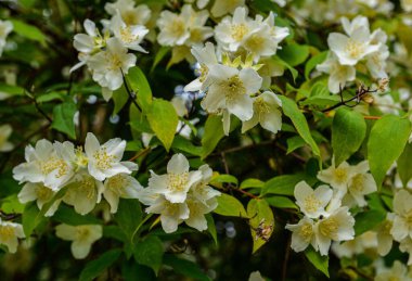 Flowered mock-orange (Philadelphus) closeup.White flowers of Philadelphus. Philadelphus is ornamental flowering shrubs in the garden