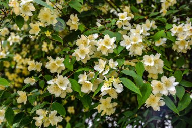 Flowered mock-orange (Philadelphus) closeup.White flowers of Philadelphus. Philadelphus is ornamental flowering shrubs in the garden